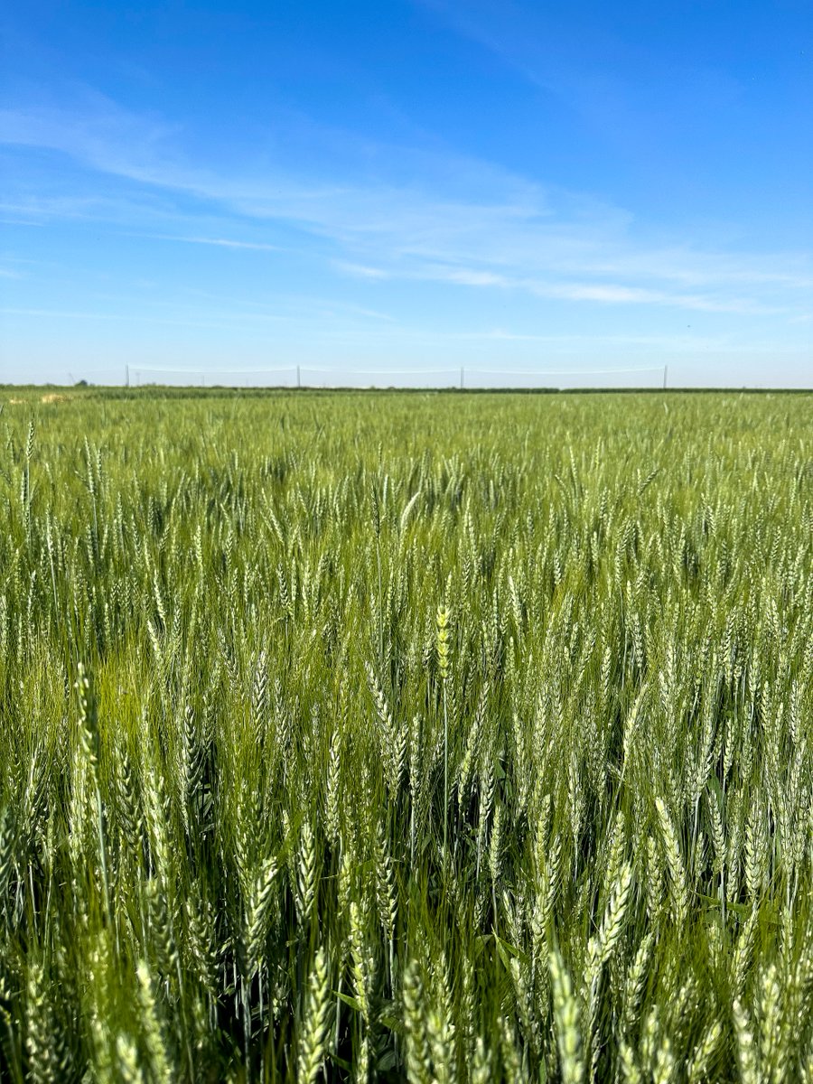 WCAProducts's tweet image. Friday Field Feed 📸
Last week our sales rep Aaron checked in on a NanoCrop-treated #wheat field in Kingsburg, CA, looking out for #aphids and ensuring that it is healthy and ready for harvest.

#organicpestcontrol #biologicals #agrochemicals #organicagriculture #cropprotection