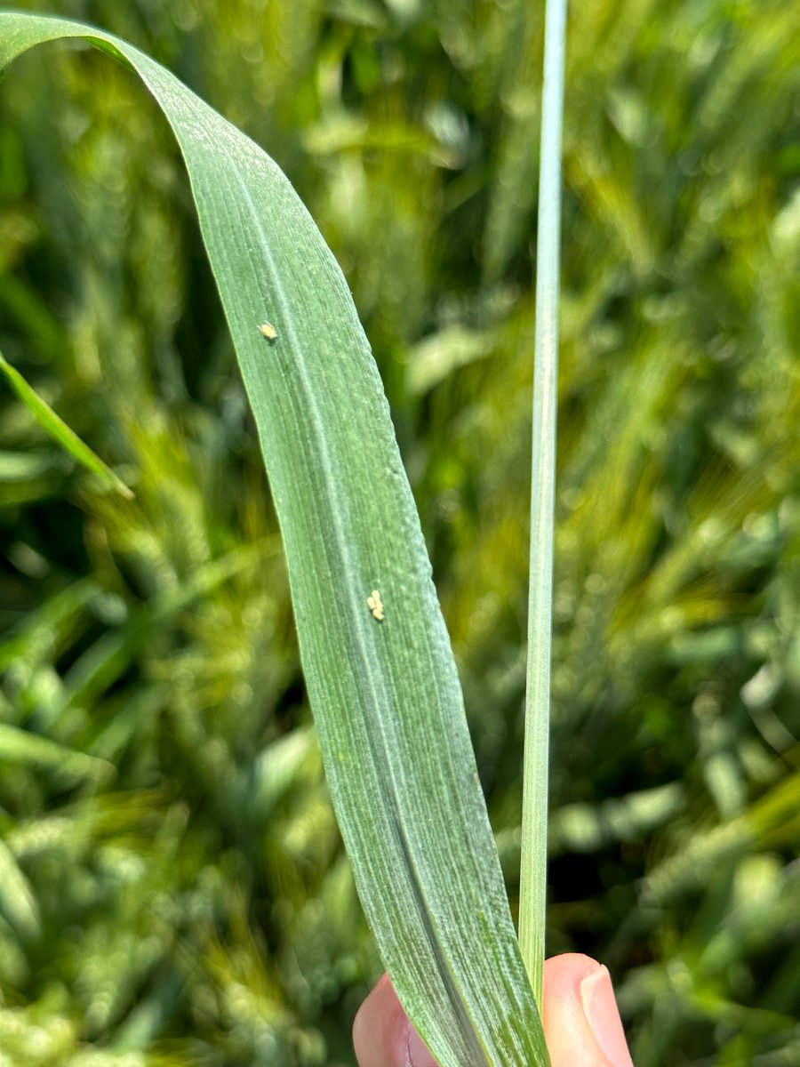 WCAProducts's tweet image. Friday Field Feed 📸
Last week our sales rep Aaron checked in on a NanoCrop-treated #wheat field in Kingsburg, CA, looking out for #aphids and ensuring that it is healthy and ready for harvest.

#organicpestcontrol #biologicals #agrochemicals #organicagriculture #cropprotection