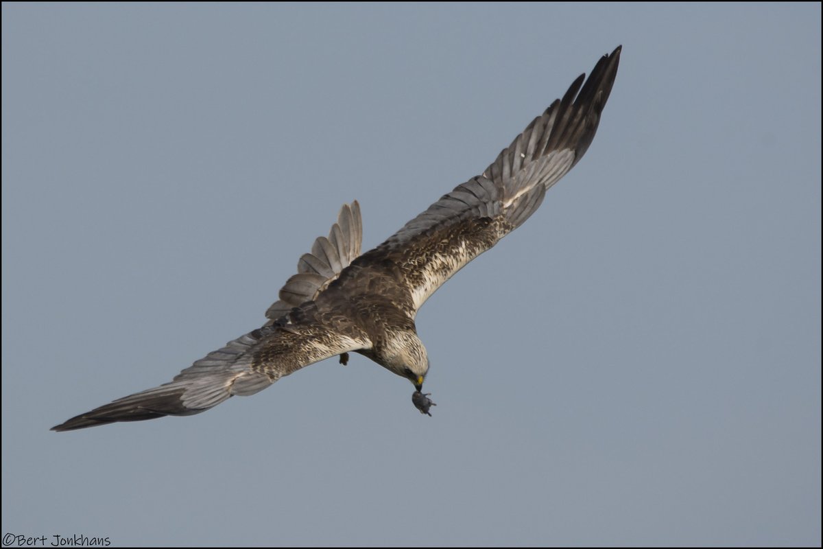 Een prachtig moment als de bruine kiekendief zo mooi voorbij komt vliegen! #vogelskijken