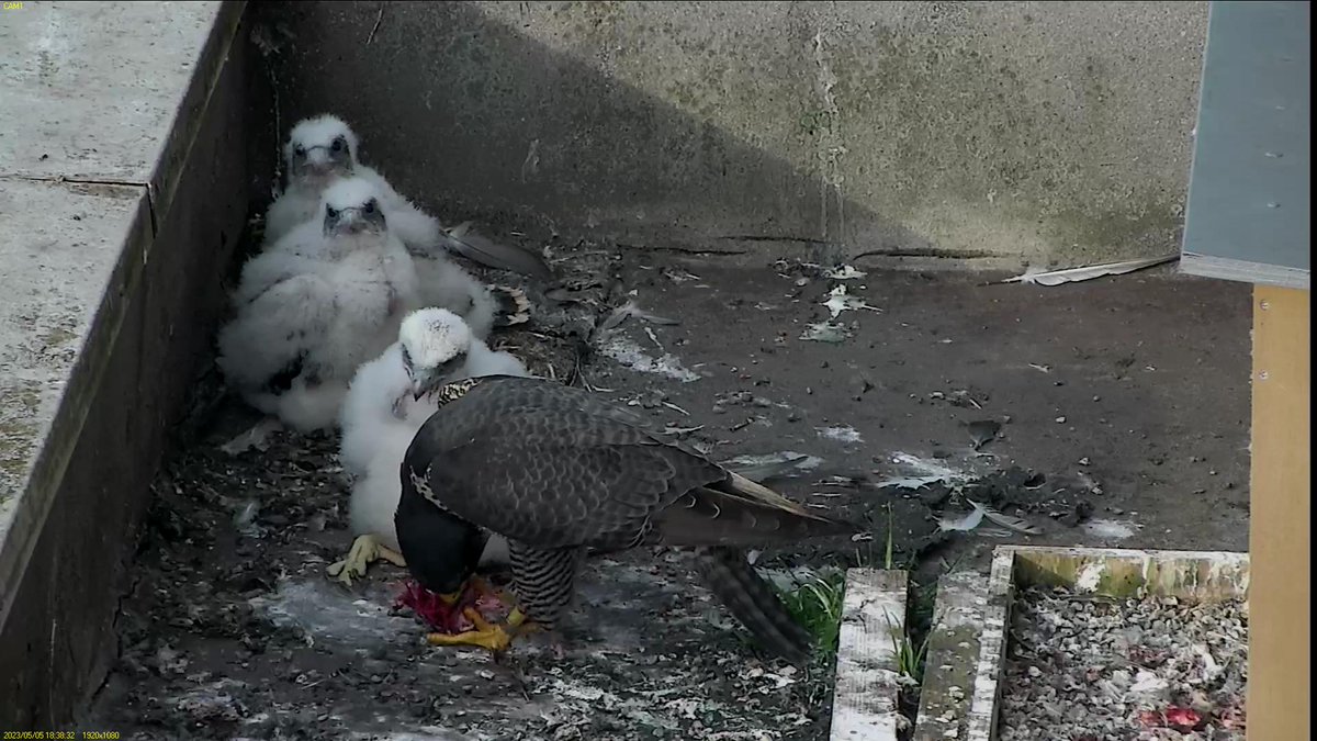 FaBPeregrines's tweet photo. It's been 15 days since the second shot, can you believe it?
#GrowingSoFast https://t.co/mLdxpW6m6H