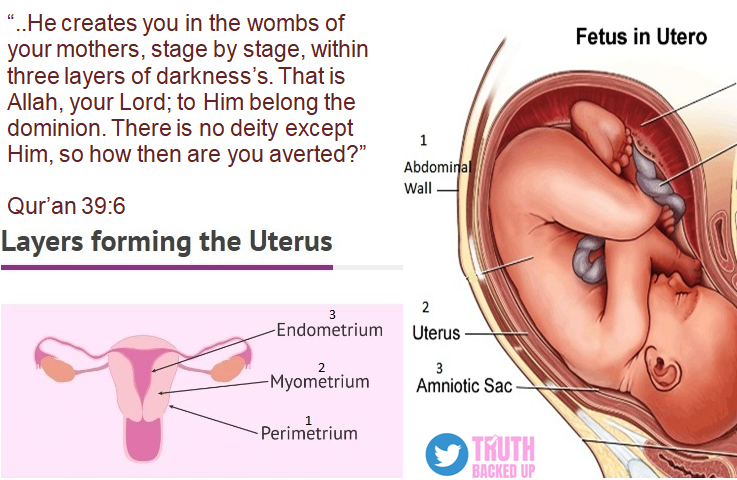 truthbackedup's tweet photo. Those who are deluded that #Quran contains #pseudoscience. Check this out.
#embryology #Science #feotus #embryo #life https://t.co/1kJVOeNTn9