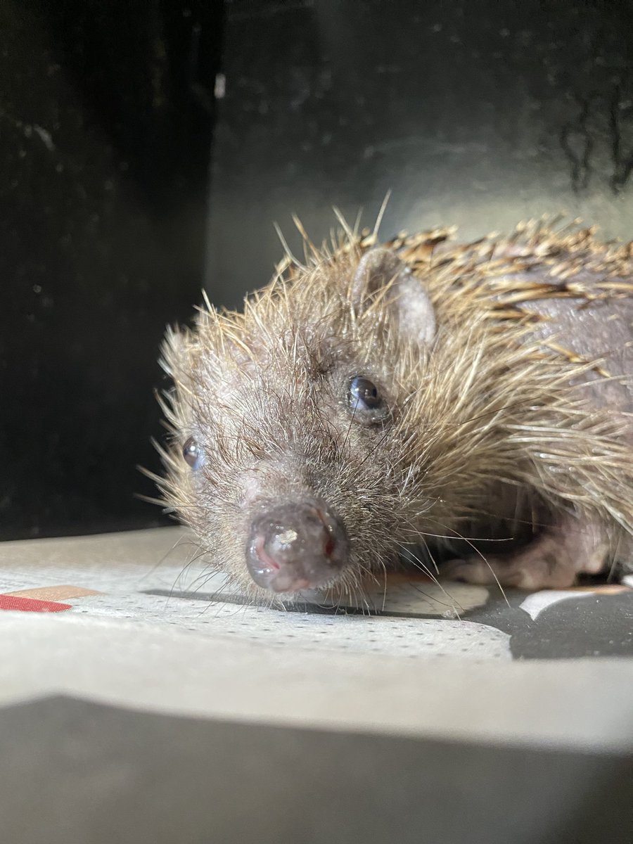 Prickles_Paws's tweet image. Patsy would like to thank everyone for their well wishes 😘
She continues to make brilliant progress and soon will be unrecognisable and ready to progress to an outside hutch before release 🙌🦔🐾 
#hedgehog #HedgehogAwarenessWeek