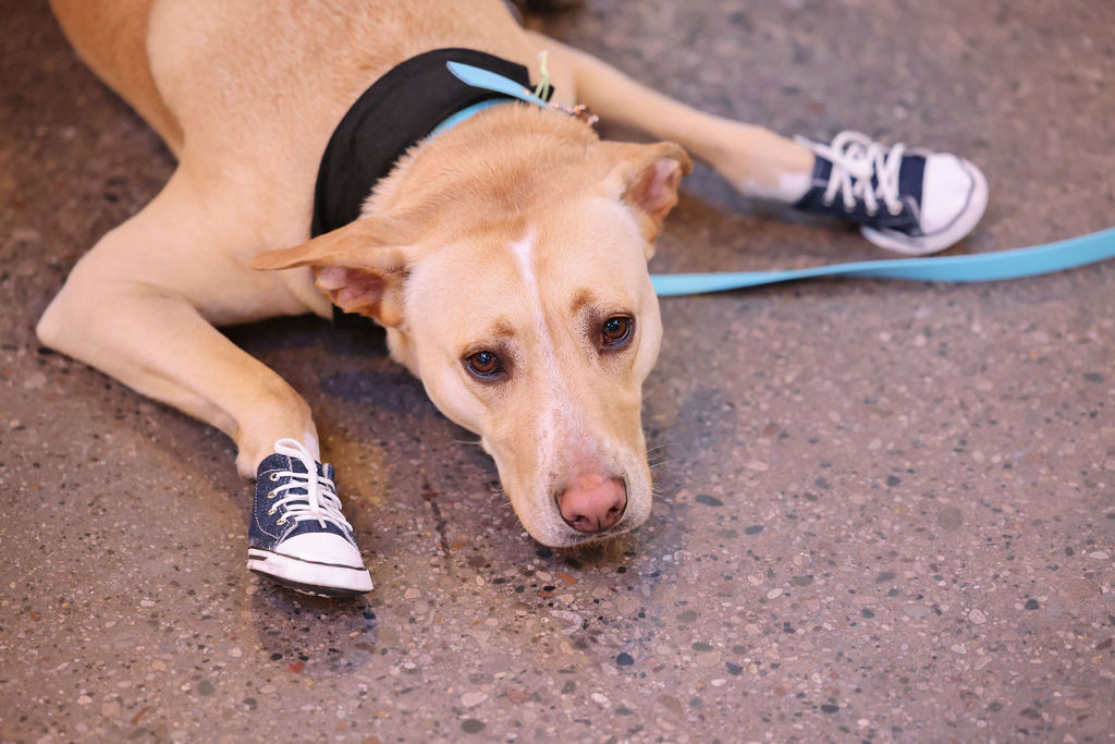 CandidCandace's tweet photo. Congrats to @onetailatatime on the success of its recent (adorable) #HoundstoothBall! The event raised over $300K to help support its animal adoption programs and outreach. https://t.co/Hwcc9v00yI https://t.co/DTcH4Oqiep