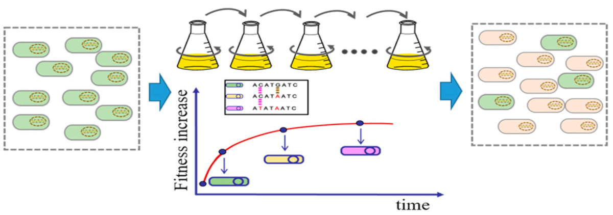 ACSSynBio's tweet photo. Interested in adaptive laboratory evolution?
This #review explores
- ALE technology in microbial breeding
- common ALE methods
- applications of ALE in production of lipids/terpenoids in yeast/microalgae
From Jia et al @NNU_China
https://t.co/LVy17kCbuF
#cellfactory https://t.co/FnvFdYqEf4