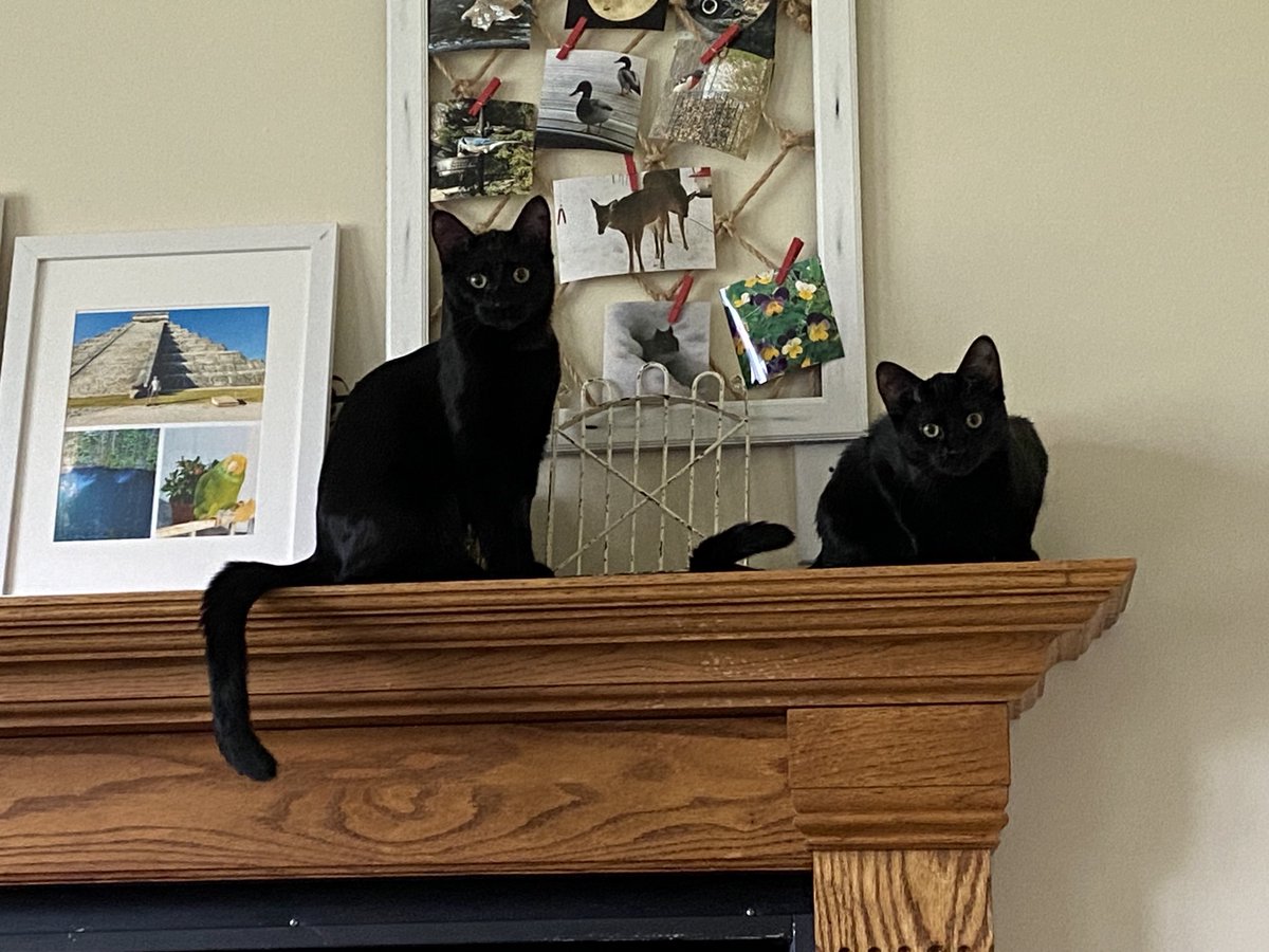 SuzanneKiera's tweet photo. As I fruitlessly repeat, βGet down from there.β #sowellbehaved #pipandsqueak #cats #kittens https://t.co/orLQXwBAHl