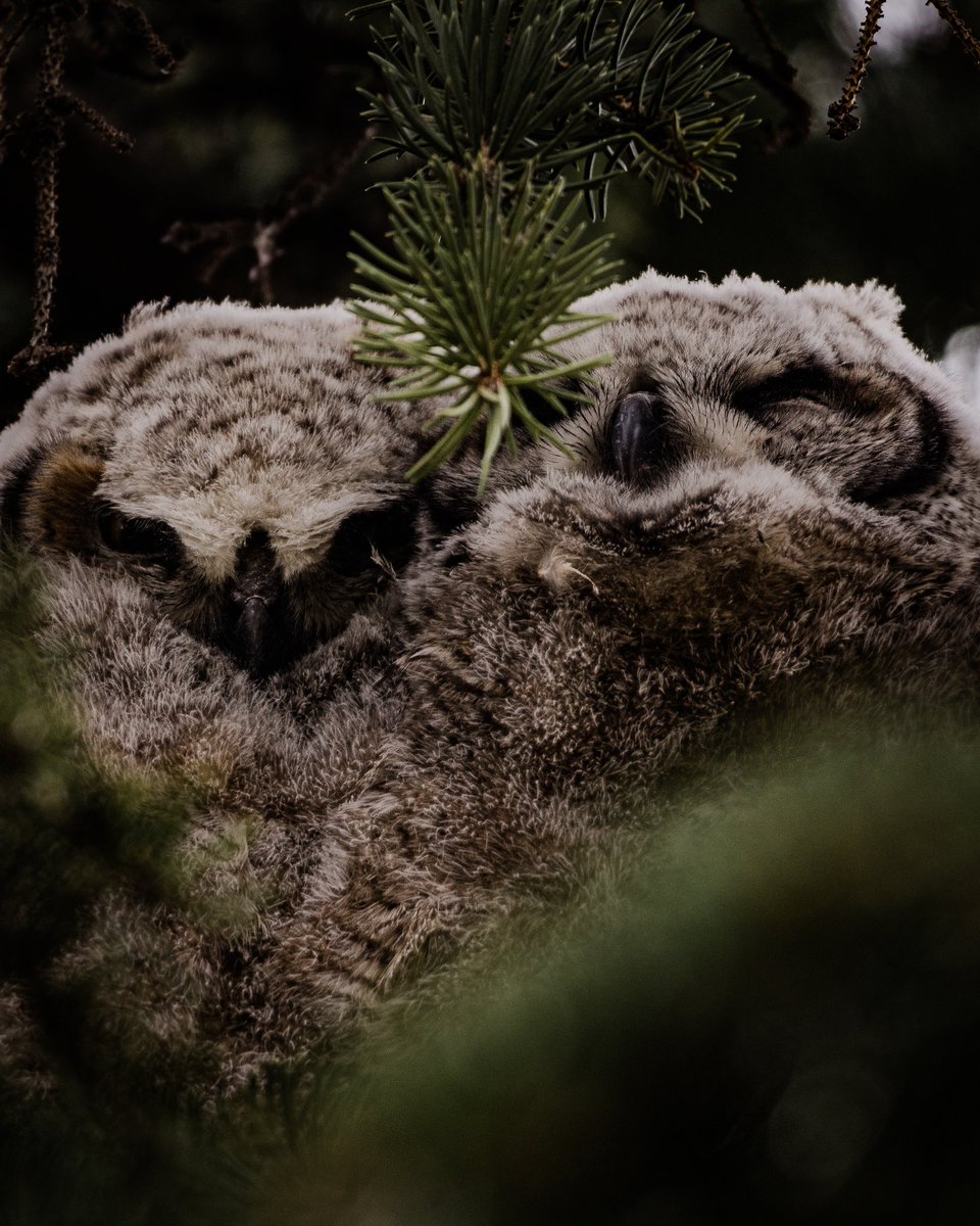 JmcsPhoto's tweet photo. @PhotoRose1997 Hey there! 👋

Fluff balls: a couple baby great horned owls snuggling in a tree.

#wildlife
#wildlifephotography 
#photography https://t.co/f7I9j2FcQO