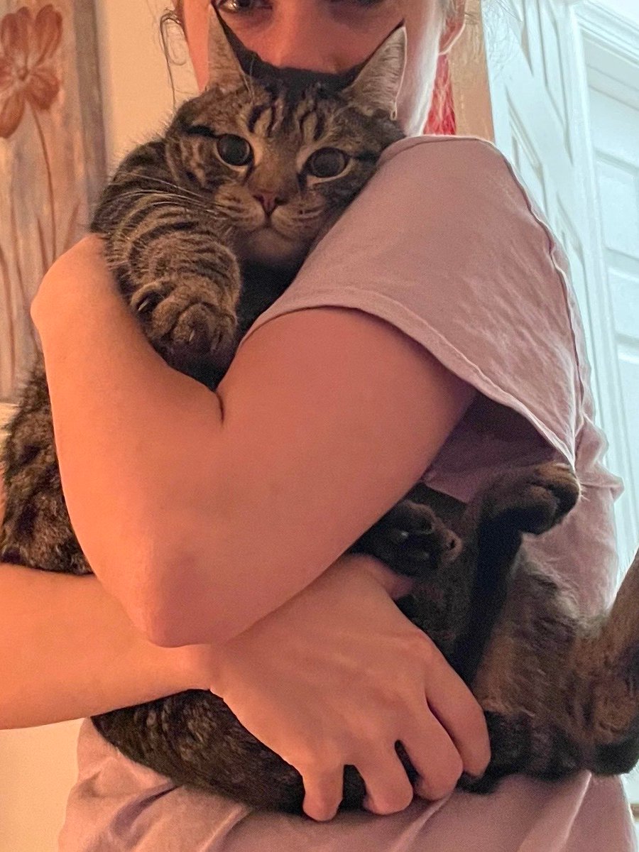 nwinograd's tweet image. Picked up Grimm, my grandcat, from the airport. He is staying with us for a few weeks until my daughter moves back to California. I'm going to spoil him, as is my right as a Grandpa.