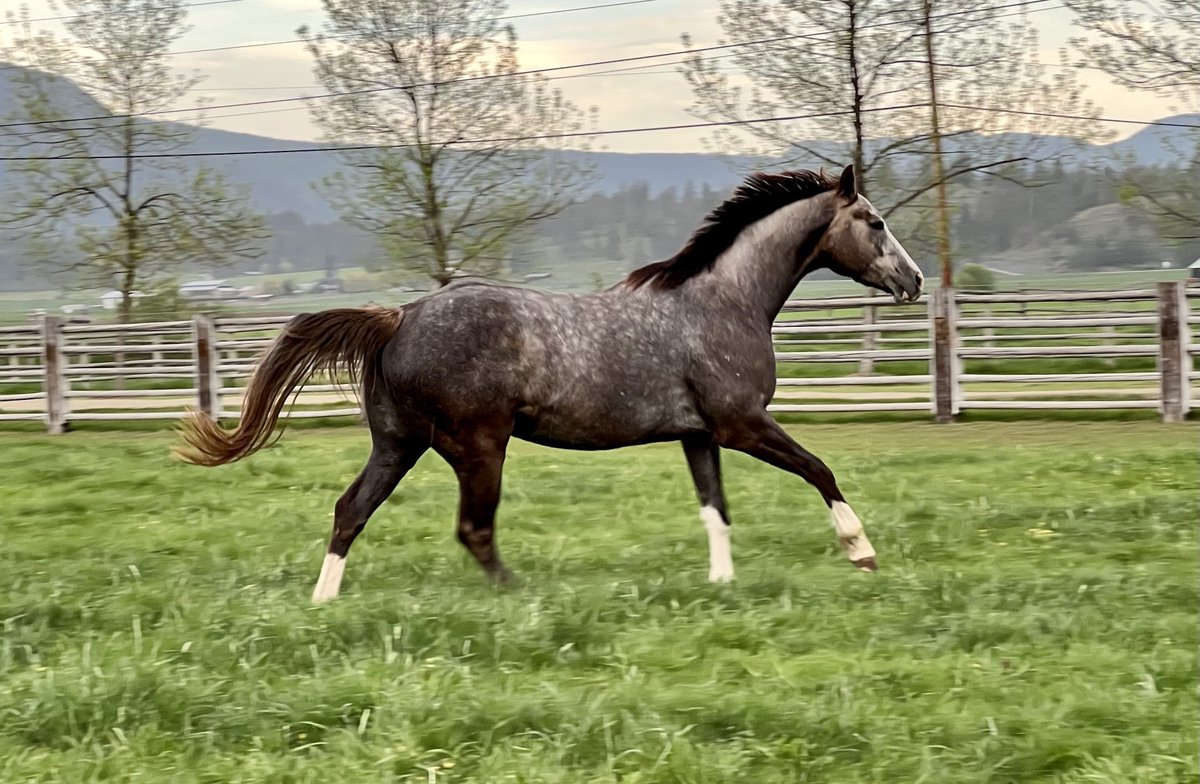 strideawayTB's tweet image. Kentucky Oaks Day , best of luck to all the beautiful girls ! #valueplus #Strideawaythoroughbreds