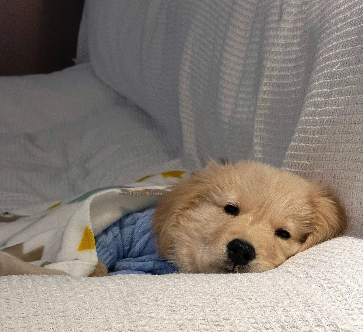 เมื่อหร่ายจะฉ่งเข้านอน