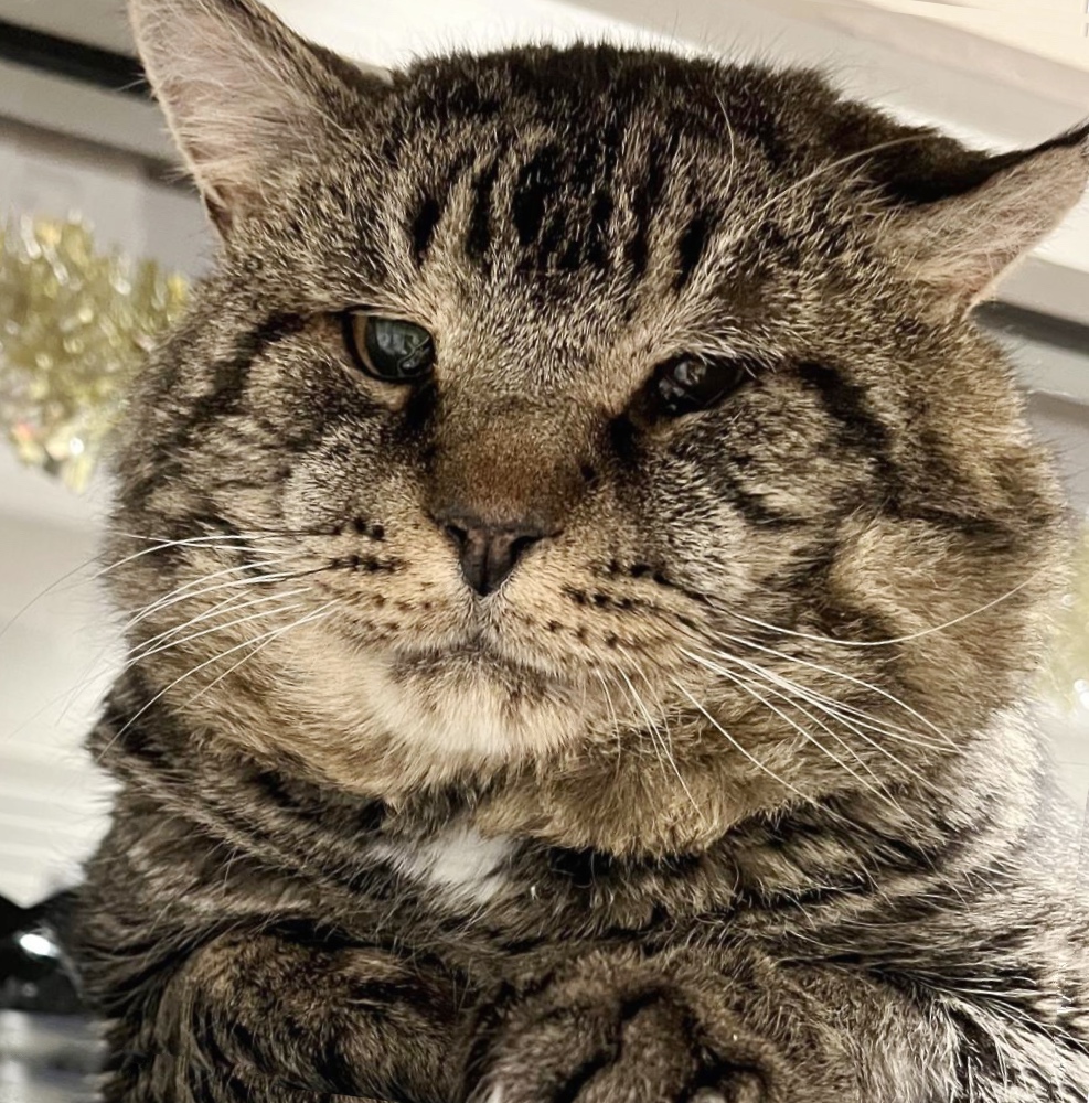 NFLQuotesMemes's tweet photo. RT LoveMeowdotcom "A couple went to the shelter thinking they were only going to "look at" a cat with enormous cheeks. It turned out to be so much more. Full story: https://t.co/PHVgKWoY4O https://t.co/kKMXGZjD4j"