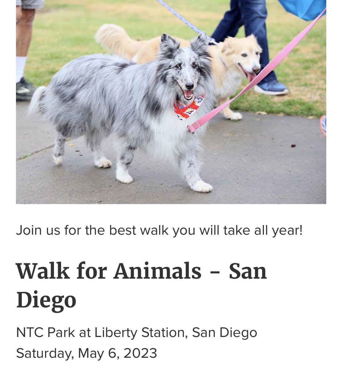 CafeMoto's tweet photo. We’ll see you tomorrow at @sdhumane Walk For Animals. Come by our booth for a Pup Cup & a Coffee 🐶💛#WalkForAnimals #SanDiegoEvents #CafeMoto #SanDiego
https://t.co/Qb8KdkvBcW https://t.co/fsqTgHwwPL