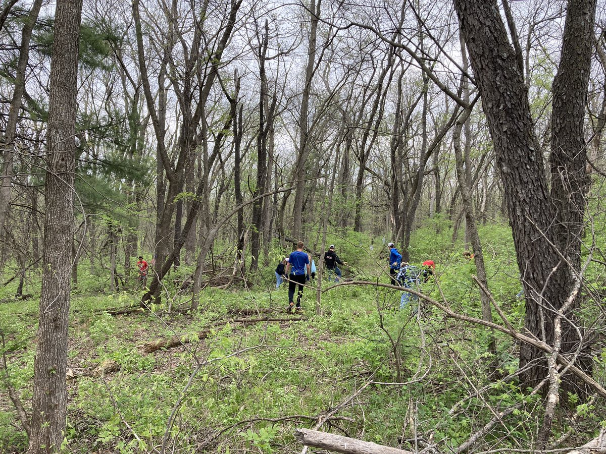 SEPC and Env Sci students making quick work or eradicating honeysuckle at Jester Park today! <a href="/NorthPolkHS/">North Polk High School</a> Before and After Photos