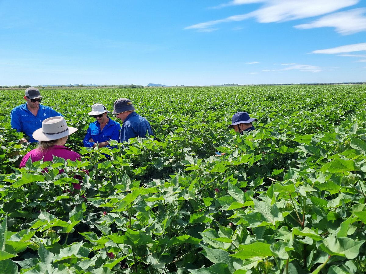 Cotton grows fast in the tropics! Kununurra cotton.
<a href="/AusCottonSci/">Australian Cotton Science</a>, <a href="/CottonInfoAust/">CottonInfo</a>