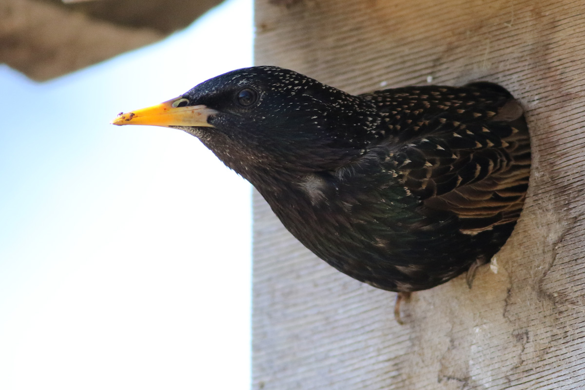 We have a pair of Starlings nesting in the box just outside the shop. They have used this box every year for the last 6 years now, great news for a red list species! <a href="/SussexWildlife/">Sussex Wildlife Trust 🦔</a> <a href="/BTO_GBW/">BTO Garden BirdWatch</a> <a href="/Natures_Voice/">RSPB</a>