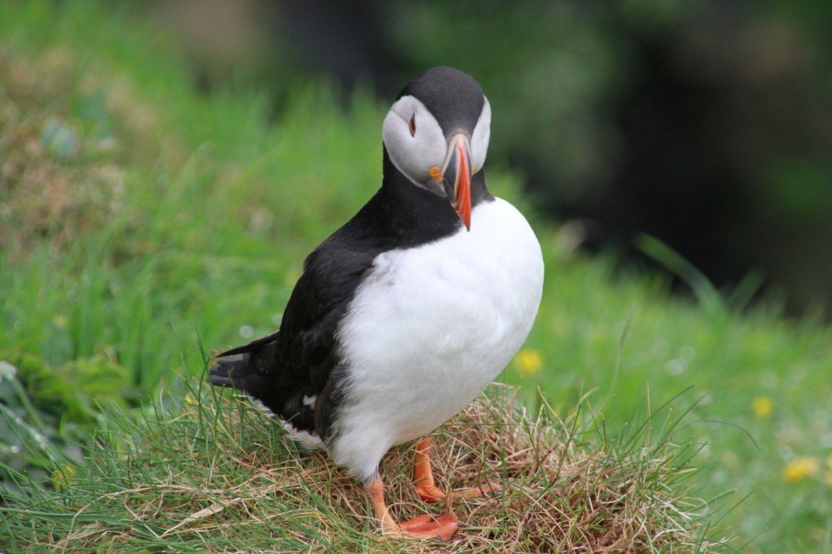 Close up and fluffy...
redmooncruises.co.uk #puffins #scottishseabirds #lungs