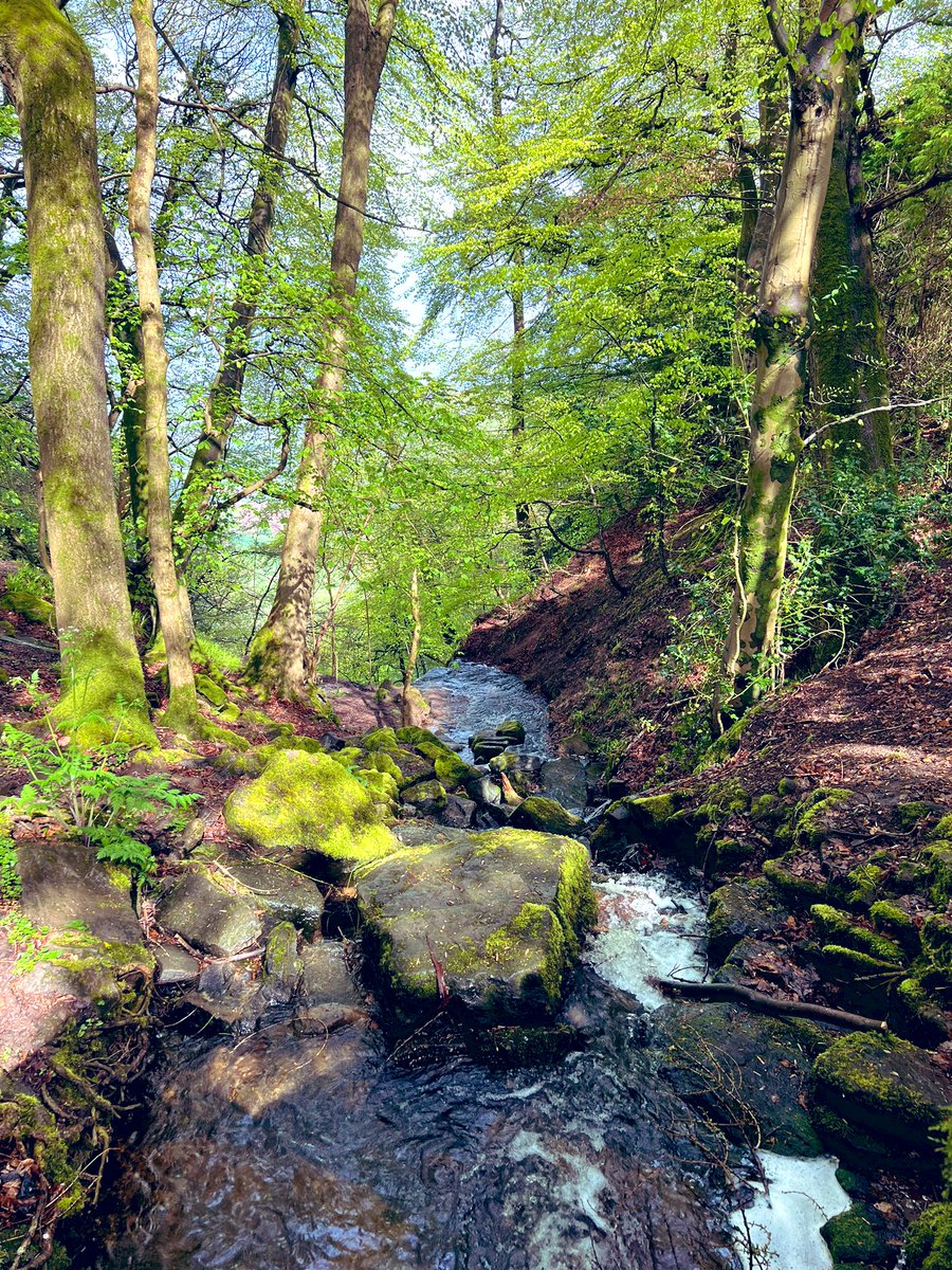 Junepf's tweet photo. No bunting just bluebells,trees and birdsong #wyevalley #nature #spring https://t.co/NZzYIGELuF