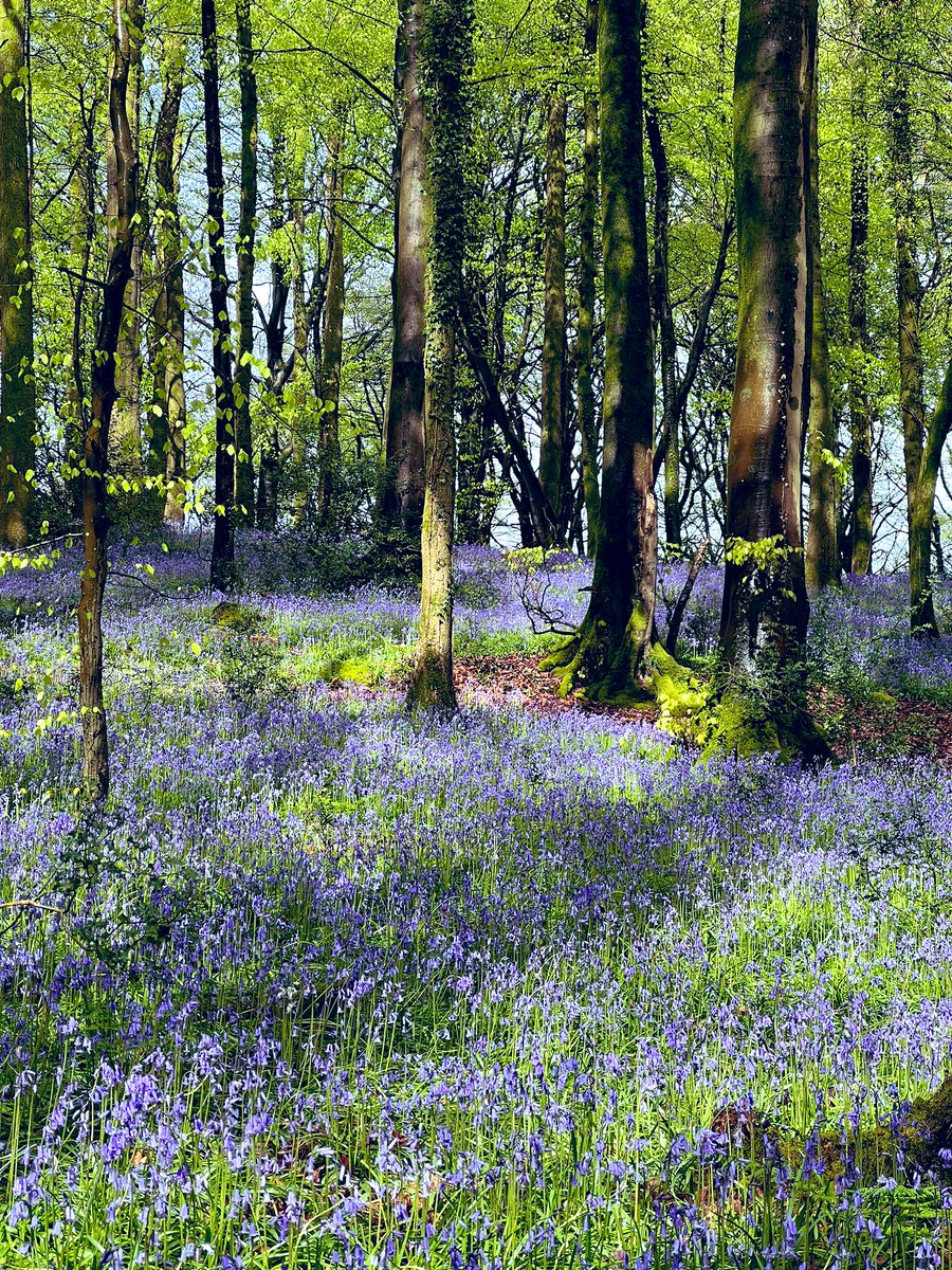 Junepf's tweet photo. No bunting just bluebells,trees and birdsong #wyevalley #nature #spring https://t.co/NZzYIGELuF