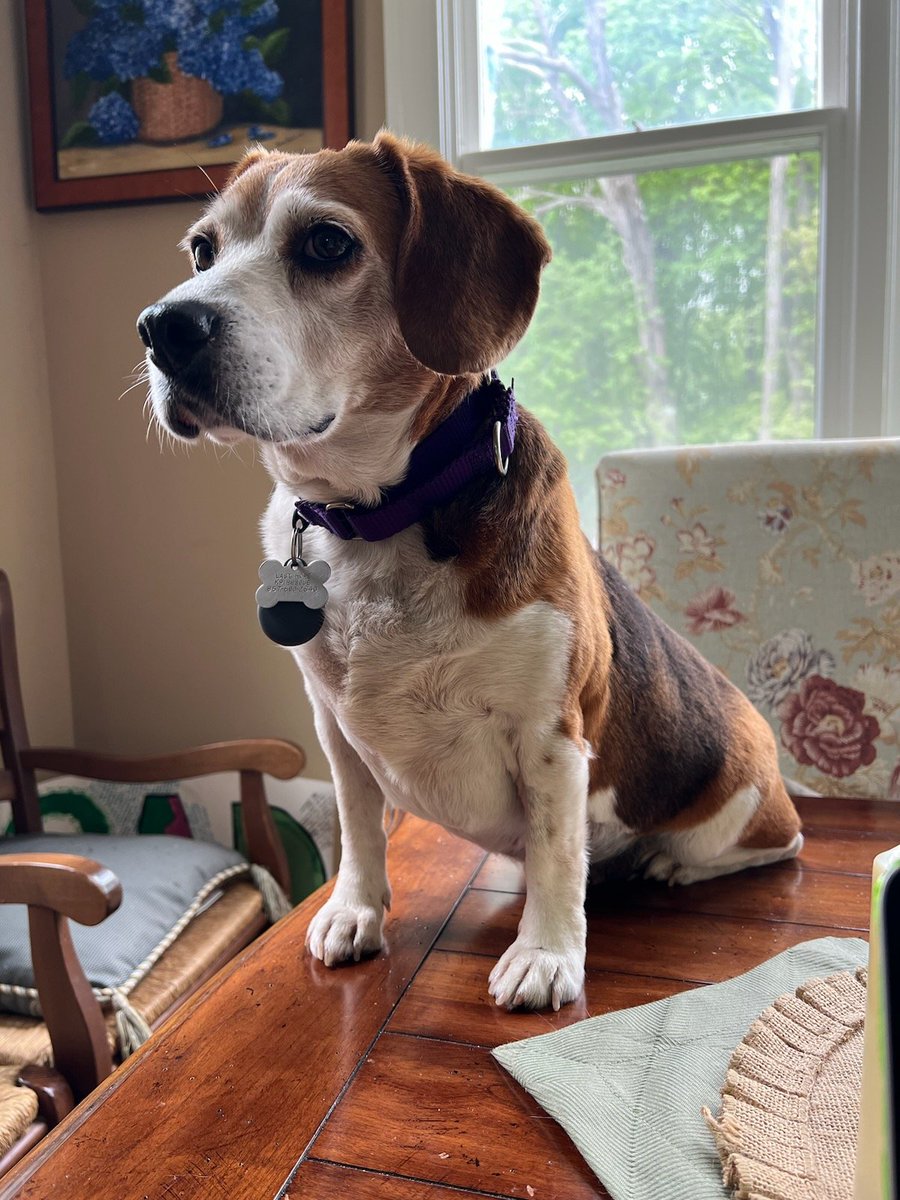 Is there a tip for keeping a dog of the dining room table?
#beaglefacts #beagle @lasthopek9 

Hazel is making herself at home Week2!