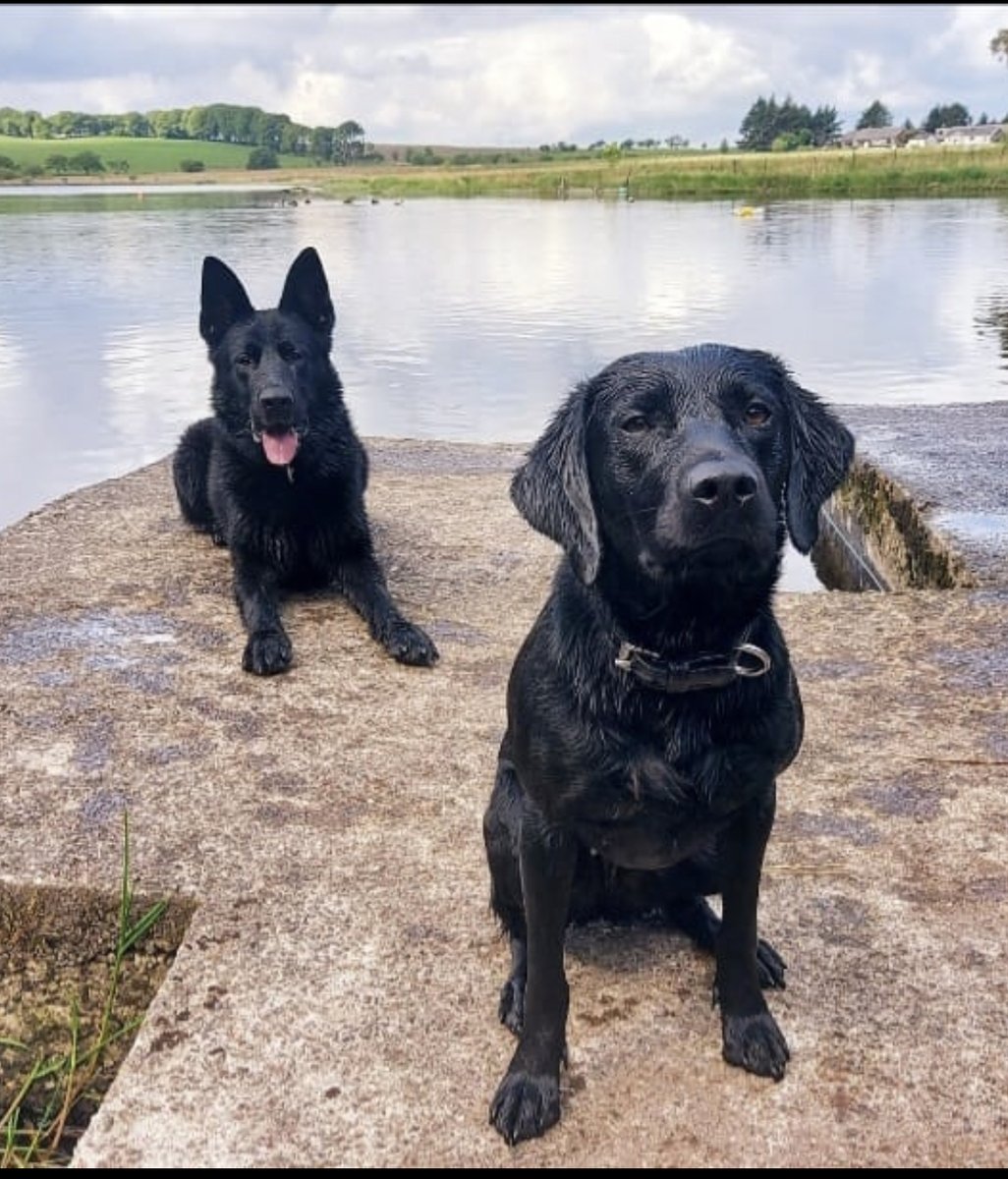 Police Scotland Dogs tweet media