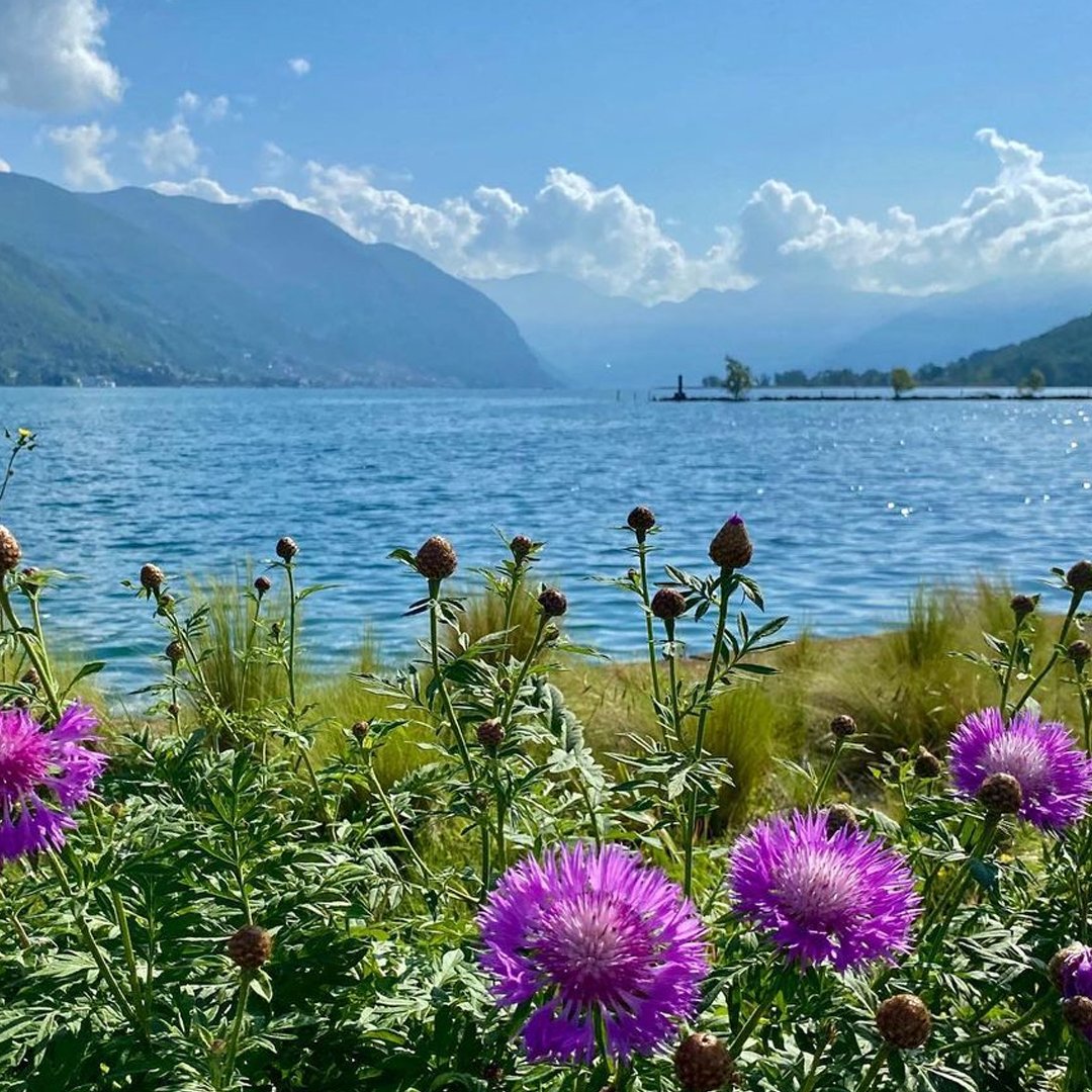 visitbrescia's tweet photo. #Paratico è uno dei borghi più suggestivi del #lagodiseo, tra colline, vigneti e le acque del Sebino. Raggiungilo anche in bici! 👉 https://t.co/avCb8jVp77   

📍 Parco delle Erbe Danzanti, Paratico 
📸IG@daniela.belometti 
#VisitBrescia @visitlakeiseo @inLOMBARDIA @Italia https://t.co/KmOqv67HSx