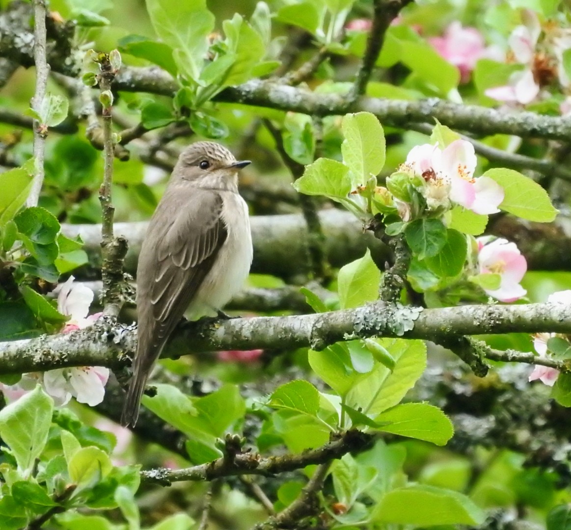 Spotted flycatcher amongst blossoms in West Dorset. 
@DorsetBirdClub  @DorsetWildlife @Natures_Voice 
#spottedflycatcher