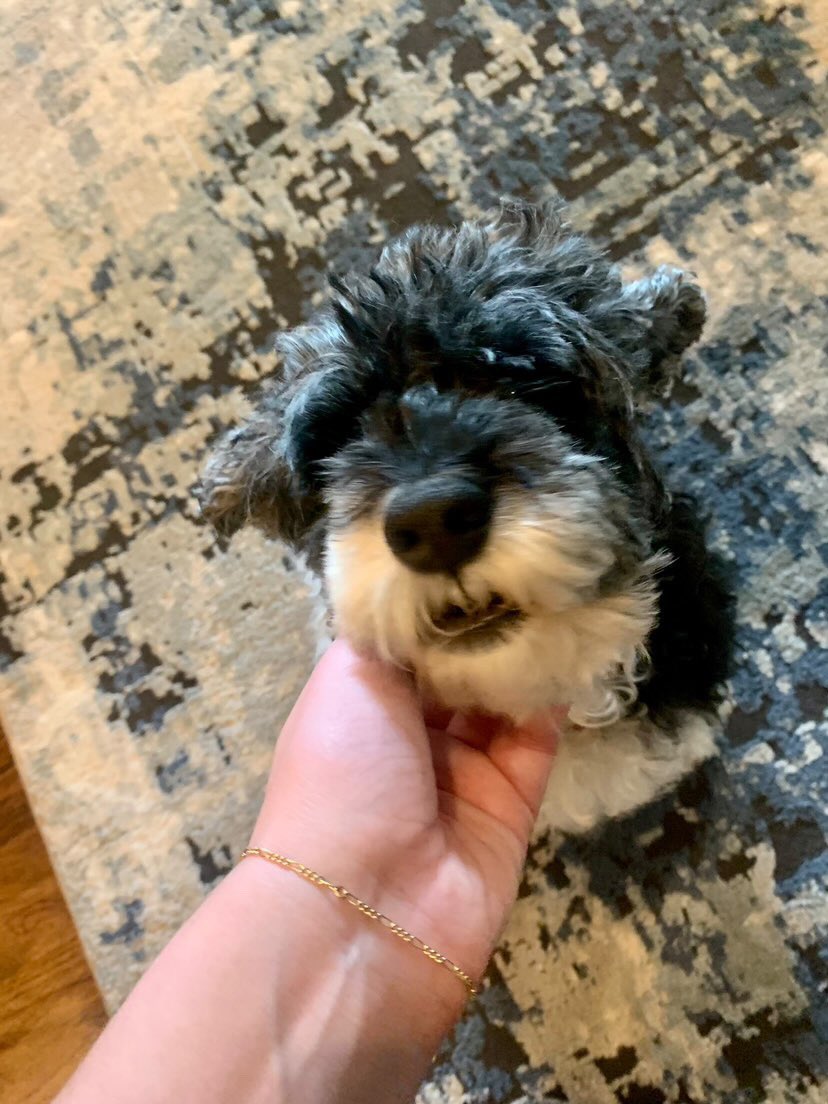HardingULibrary's tweet photo. Ya’ll love your puppies so much our inbox has been flooded all week! So now you are going to start getting multiple fluff monster at a time. Enjoy!! #HUDogTherapy Thanks for sharing, Ally, Anna, and Ansley! https://t.co/ff3oWzw5a8