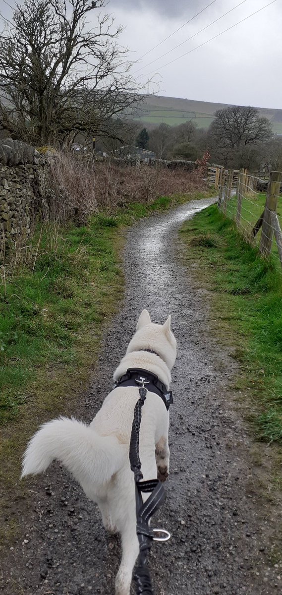 sweetexotics's tweet image. Walkies 🤍