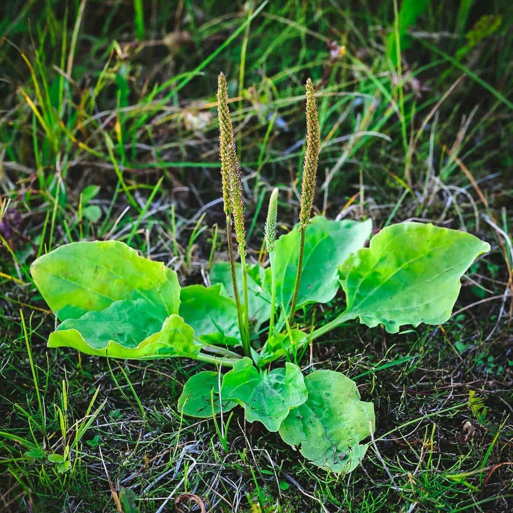 GrowForCookFerm's tweet image. Find everything you need to know about foraging and using plantain here 👉🏽 ift.tt/LgfPz8e

Recognize this plant? It grows in most areas, and it&apos;s probably been at your feet whether you&apos;ve noticed it or not! Plantain has a long history of use as… ift.tt/er0KzG4