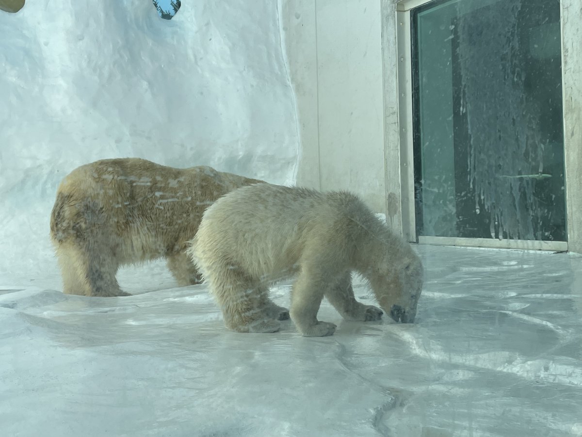 13abc's tweet photo. Polar bear cubs Kallik and Kallu make their debut at the Toledo Zoo!
The zoo says they'll be on exhibit until 5pm today 🐻‍❄️ https://t.co/kGoIvTriII