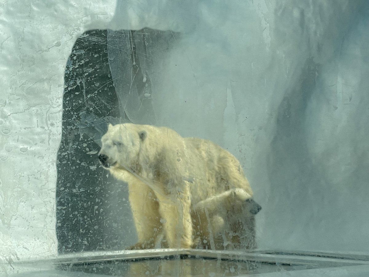 13abc's tweet photo. Polar bear cubs Kallik and Kallu make their debut at the Toledo Zoo!
The zoo says they'll be on exhibit until 5pm today 🐻‍❄️ https://t.co/kGoIvTriII