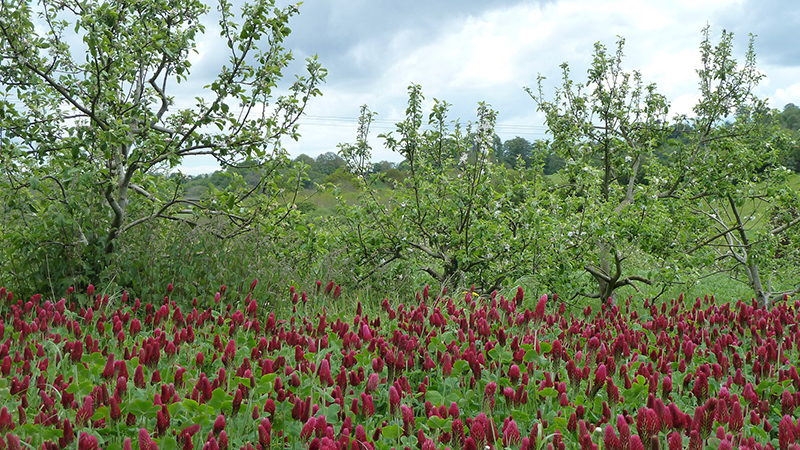 OrgResCent's tweet photo. Could you tell this story? We're recruiting a Research Communications Officer (12-month fixed-term contract with a possibility of extension) Applications close  17.00  Friday 19 May 2023. #Organicjobs #Commsjobs #charityjobs #organicfarming https://t.co/IL2pkKkVhg Please retweet! https://t.co/YkyAZjIIjB