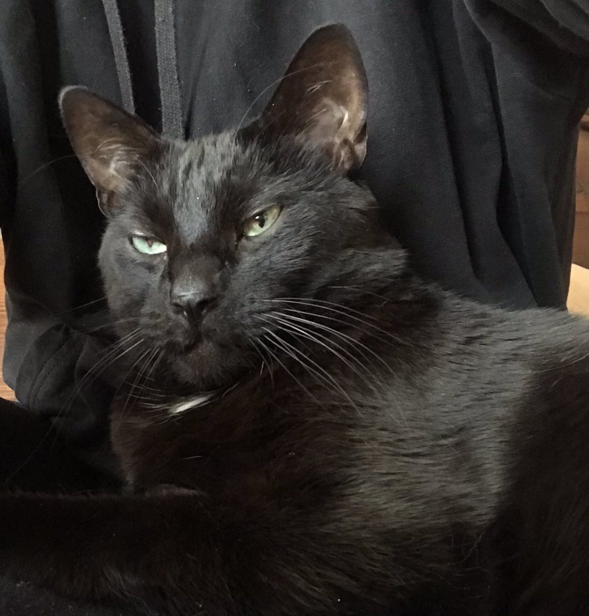 MxstrsLilith's tweet photo. Crazy cat people, what are your favorite songs to replace the lyrics to make it about your cat? One of mine is that main song from Xenon Girl of the 21st Century, especially when he has the zoomies… zoom zoom zoom, make my cat go boom boom, my supernova Prince 🐈‍⬛ https://t.co/yDhPGTPLA8