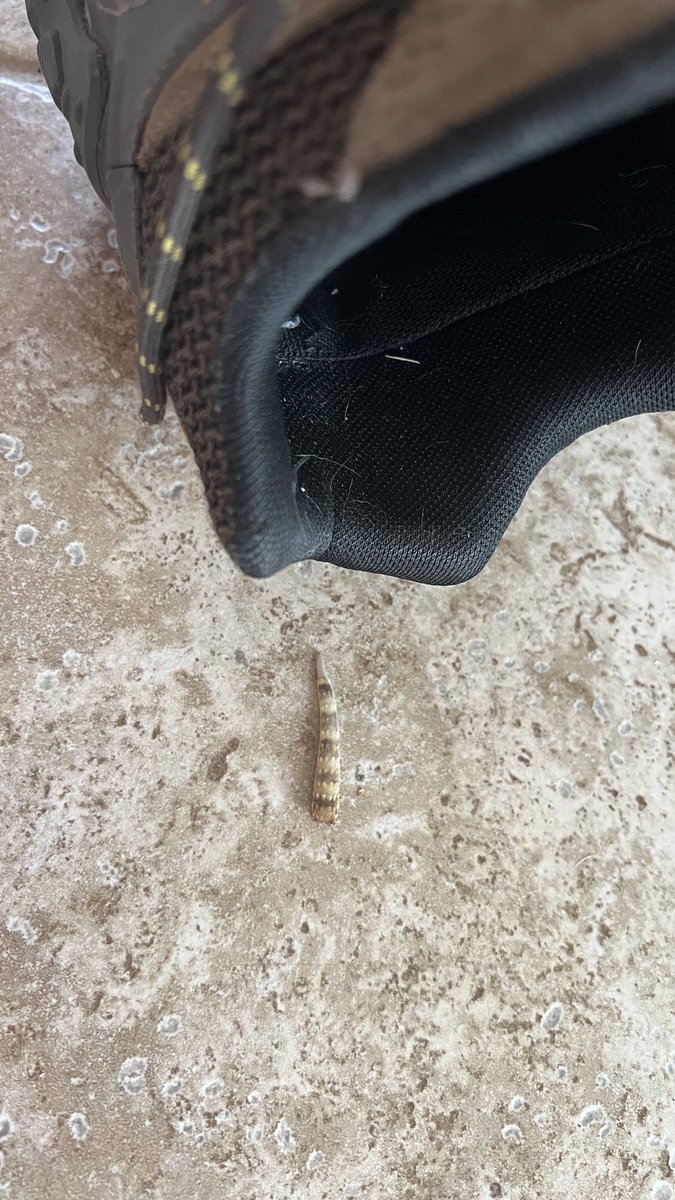 realBradStaggs's tweet photo. Fun fact: #DocKitty enjoys putting both whole lizards and #LizardParts inside my shoes. He’s a #FreakyCat #WhatILearnedToday https://t.co/UTrDkO9CY0
