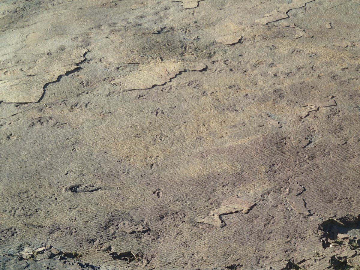 EL_Bamforth's tweet photo. #FossilFriday (and #foorprints!) These are not bird tracks on a lakeshore... they're #dinosaur tracks on an ancient beach! These early #Cretaceous tracks are from the #GrandeCache area of #Alberta. #ichnology @CurrieMuseum @MDofGreenview https://t.co/VTCWDDAhSa