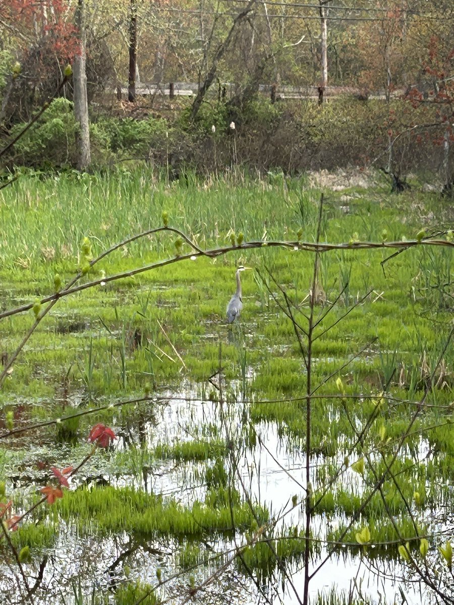 I think I saw a great blue heron this morning. 😊

Meanwhile on avian social media: I think I saw an idiot with an iPhone this morning. 😛