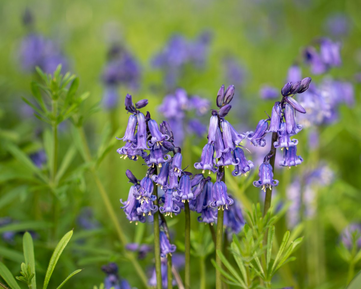 We welcome the election of a new council. This dramatic change is no doubt partly due to the concerns local people have about the environment #saveourgreenspaces #biodiversity