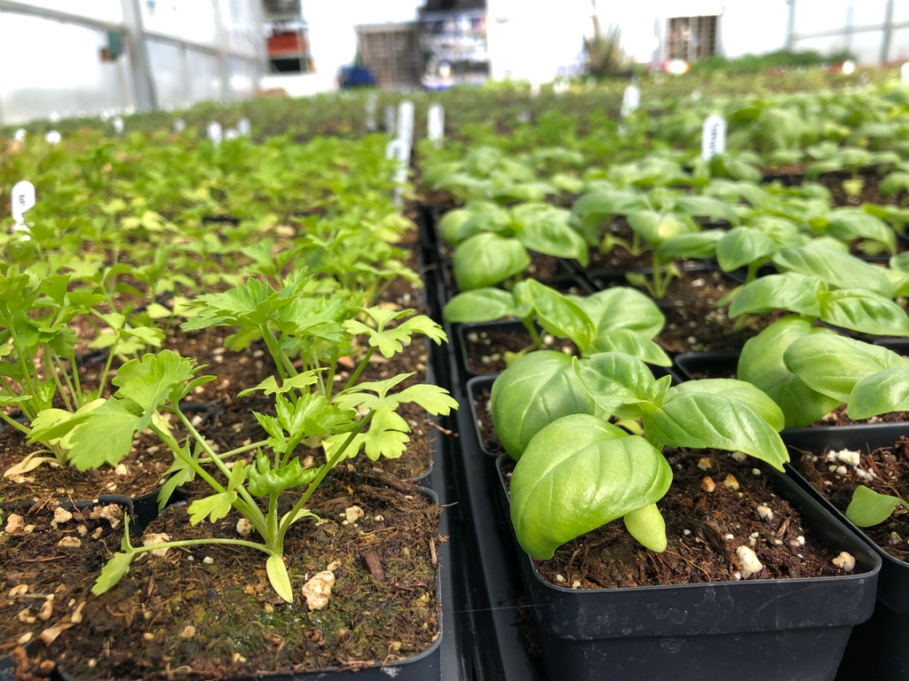 Tired of tossing most of the herbs you buy at the store? This summer, grow your own and use only what you need! Join us on May 12th, 13th, 19th and 20th to pick from over 150 varieties of flowers, herbs, greens, fruits, and veggies. Full details below!

food.bvsd.org/plant-sale
