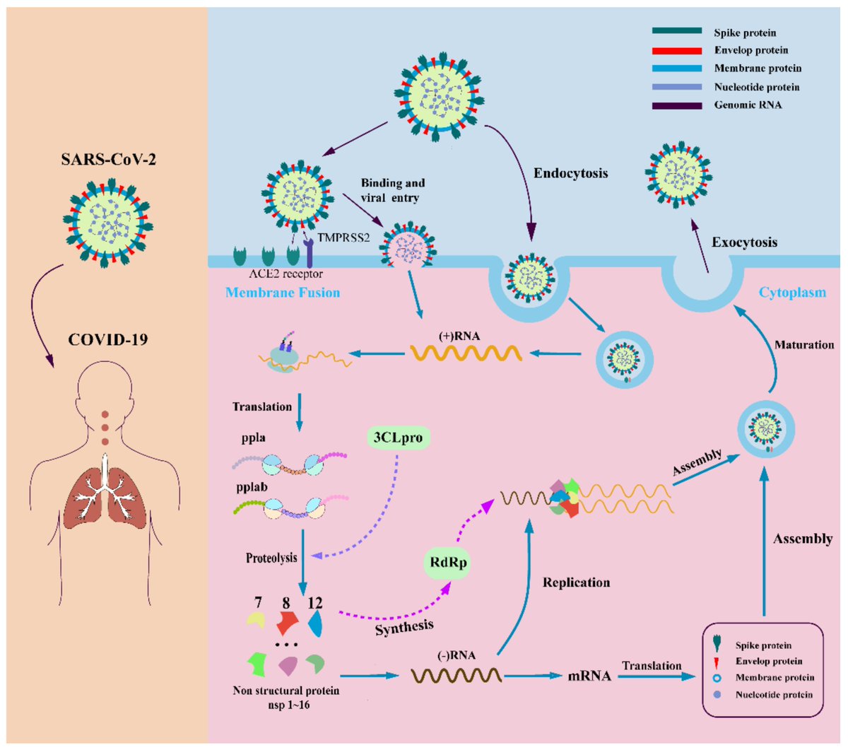 Molecules_MDPI's tweet photo. 📌#COVID19 #SARSCoV2 #drugtarget #deeplearning #CRISPR/Cas #multiomicsanalysis
New Publication “Progress on COVID-19 Chemotherapeutics Discovery and Novel Technology”
By: Li Yang, et al.
👉 https://t.co/JeLSNWPtz4
#mdpimolecules #NewPublication https://t.co/PsEyd2LY8p