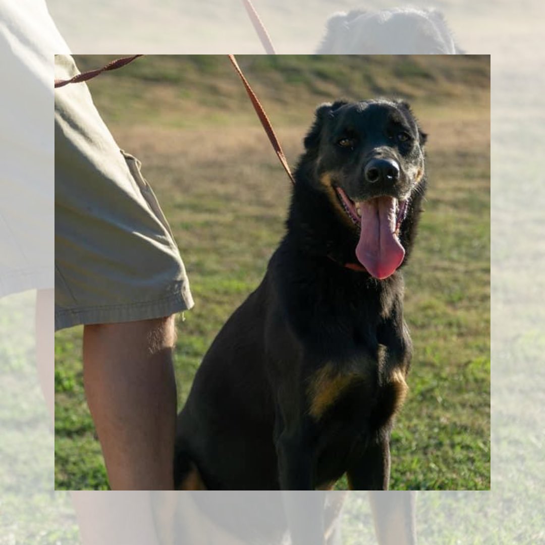 abrigojoaorosa's tweet photo. Josh procura uma família que tenha um coração como ele: grandão. 
 
🐾 9 anos.
🐾 Porte grande.
🐾 Castrado e vacinado. https://t.co/TcgB2x0TRB