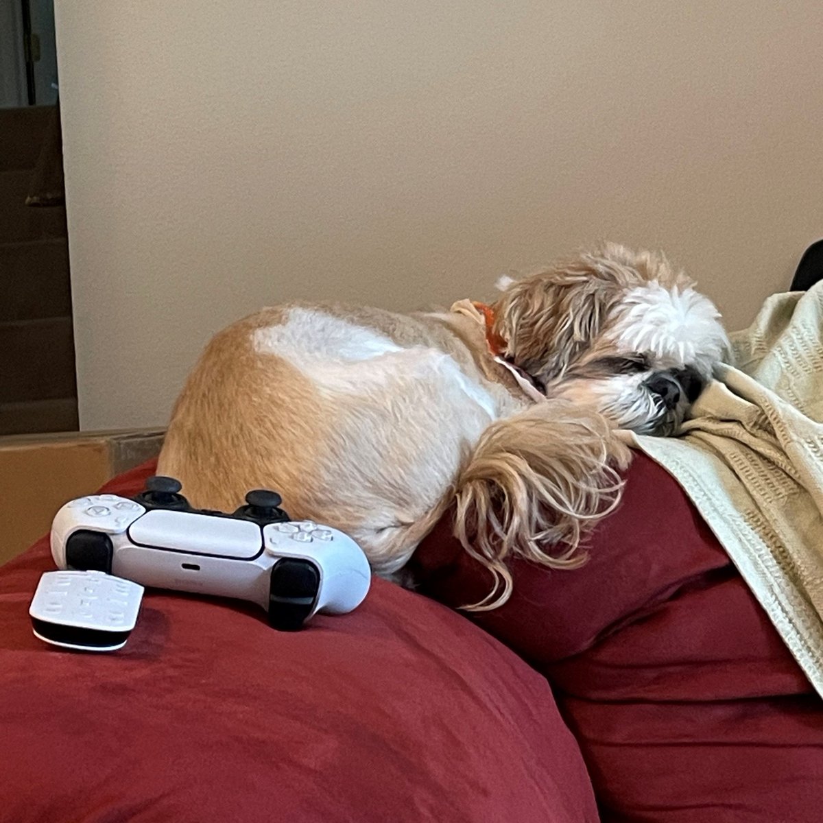 GuildWars2's tweet photo. #NationalPetMonth continues with our latest daily #ArenaPet, River! River belongs to our Senior Product Manager Chris, is 10 years old, and is thankful for daytime naps and having a new baby to protect. (Congratulations Chris!) https://t.co/NoW6z4F1oZ