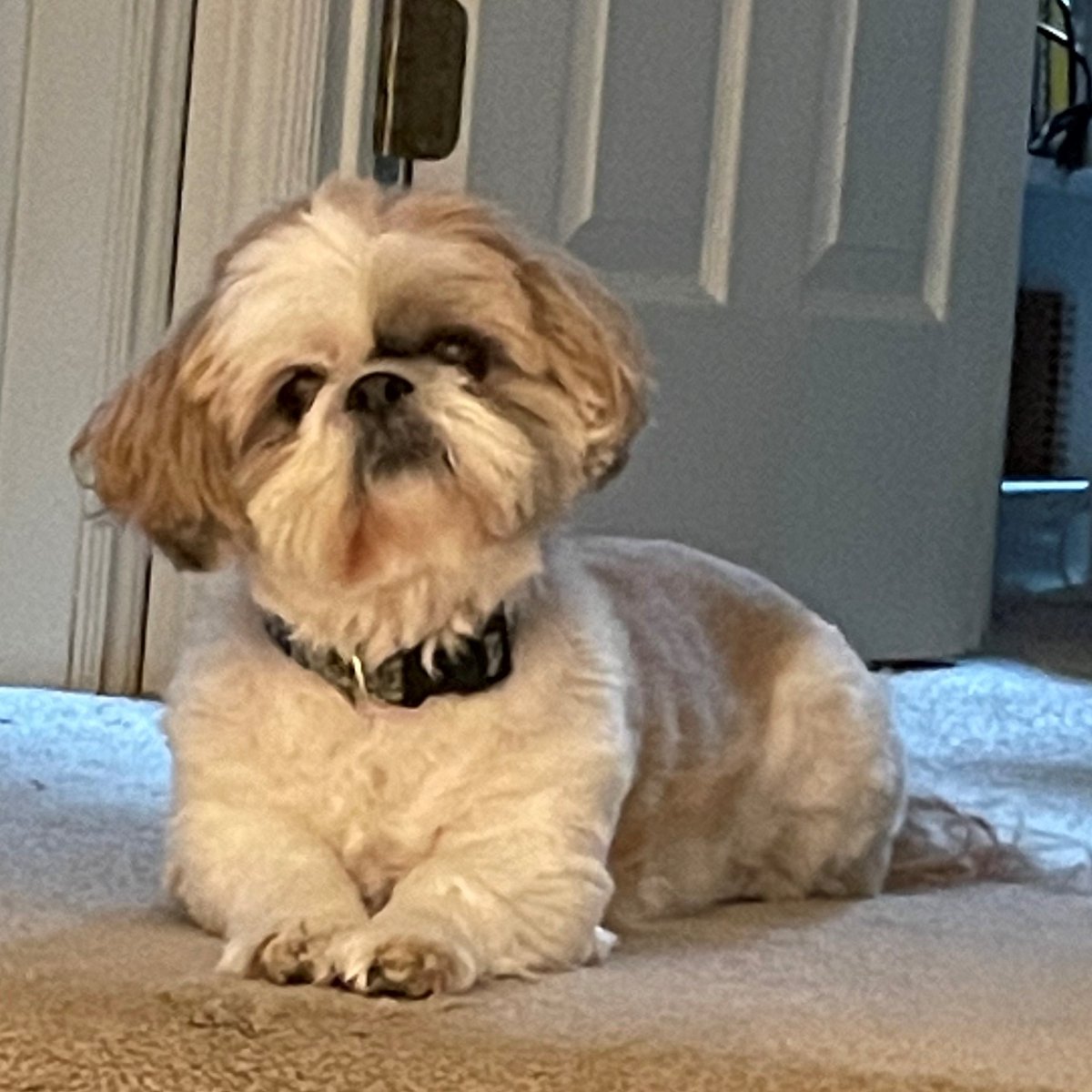 GuildWars2's tweet photo. #NationalPetMonth continues with our latest daily #ArenaPet, River! River belongs to our Senior Product Manager Chris, is 10 years old, and is thankful for daytime naps and having a new baby to protect. (Congratulations Chris!) https://t.co/NoW6z4F1oZ