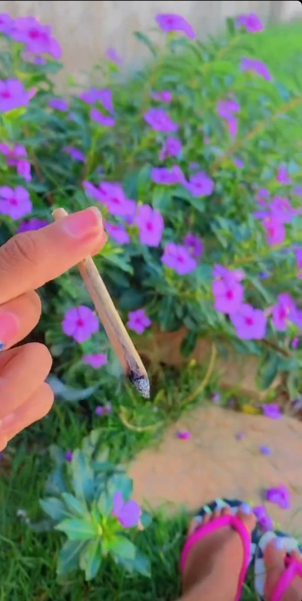 mahnabrisa's tweet photo. Aquela flor que faz a vida diferente. 
#meninamaconheira #maconheira #maconha #mulhermaconheira #cannabis #marijuana #4e20 #4i20 #brisa #chapa #fazendoacabeca https://t.co/uydpC5ZSew