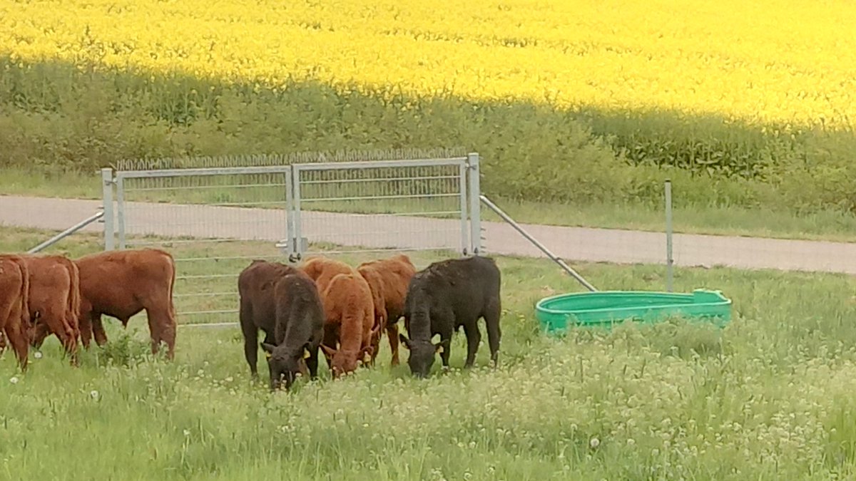 Zurueck_z_Natur's tweet photo. #Angus #Absetzer #Bullen auf der Weide. #Austrieb https://t.co/2Xz9muAl73