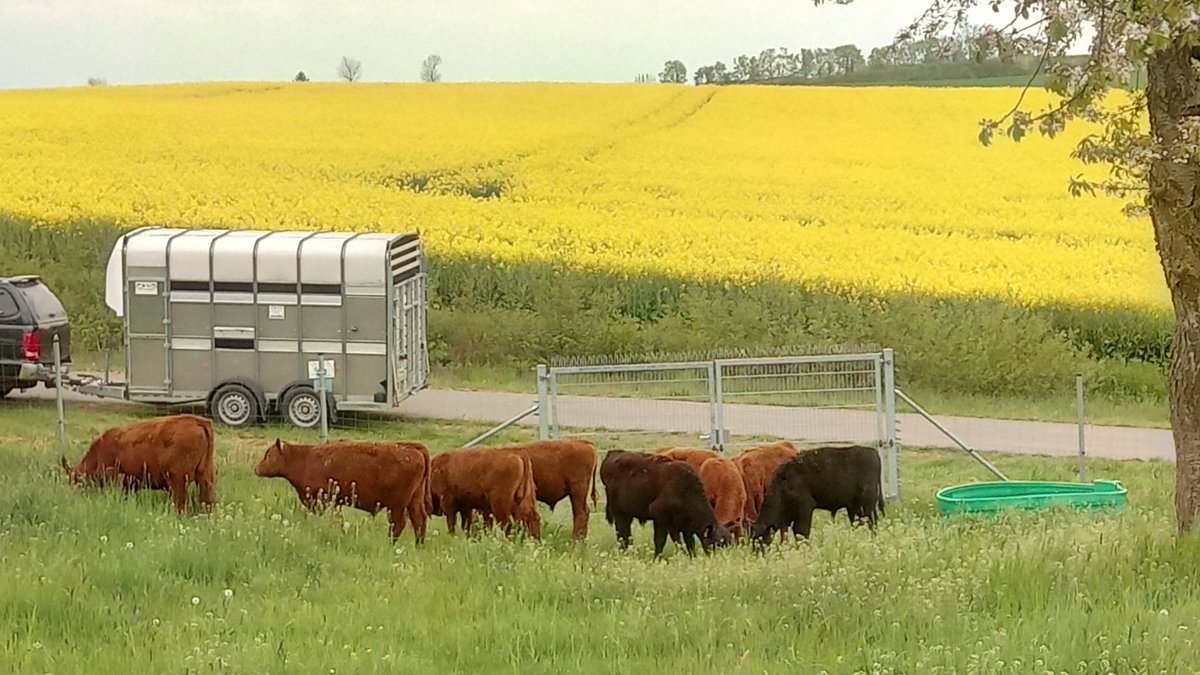 Zurueck_z_Natur's tweet photo. #Angus #Absetzer #Bullen auf der Weide. #Austrieb https://t.co/2Xz9muAl73