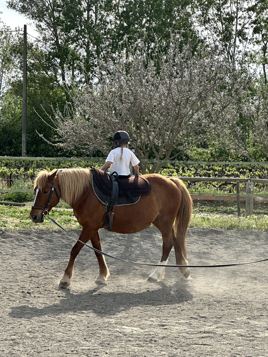 LMilotOfficiel's tweet image. Une jolie série de figures pour Lyana lors de son cours de voltige ! 😍 Je crois bien que son sport préféré est l’équitation ! 🤠
Quel était votre sport préféré lorsque vous étiez enfant ? Personnellement, c’était la danse 🥰
#cheval #equitation #voltige #sport