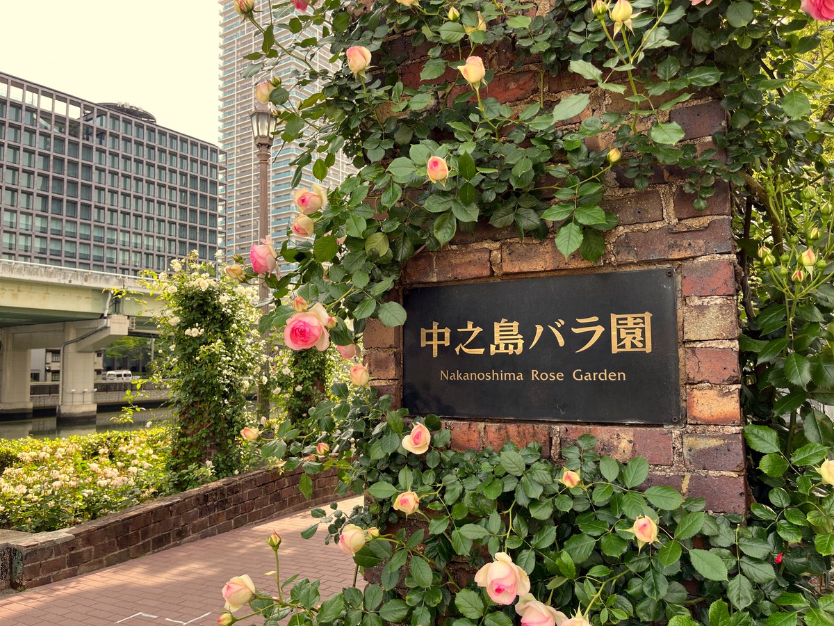 中之島バラ園に行ったら濃厚すぎる色彩でした🌺

早朝でもおじさんには紫外線が強いレベル😎

このベンチで僕の隣に座ってくれる人は

いるのでしょうか🐤

脚色あり。。😆

#中之島バラ園 #バラ #哀愁おじさん日焼け止めを買う
#rose #rosegarden