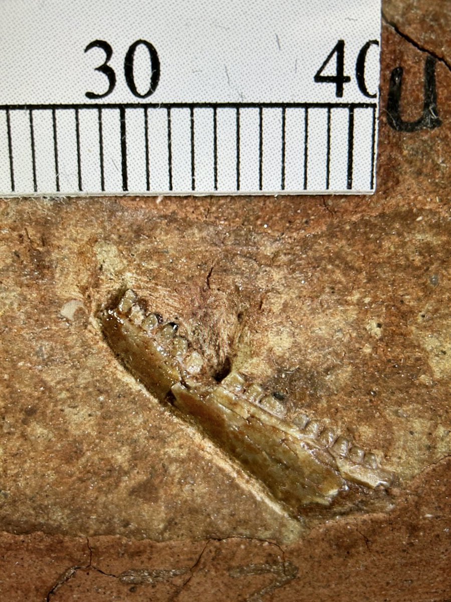 The tiny holotype jaw of the Permian reptile Puercosaurus obtusidens from New Mexico. <a href="/FieldMuseum/">Field Museum</a> #FossilFriday <a href="/SVP_vertpaleo/">SVP</a>