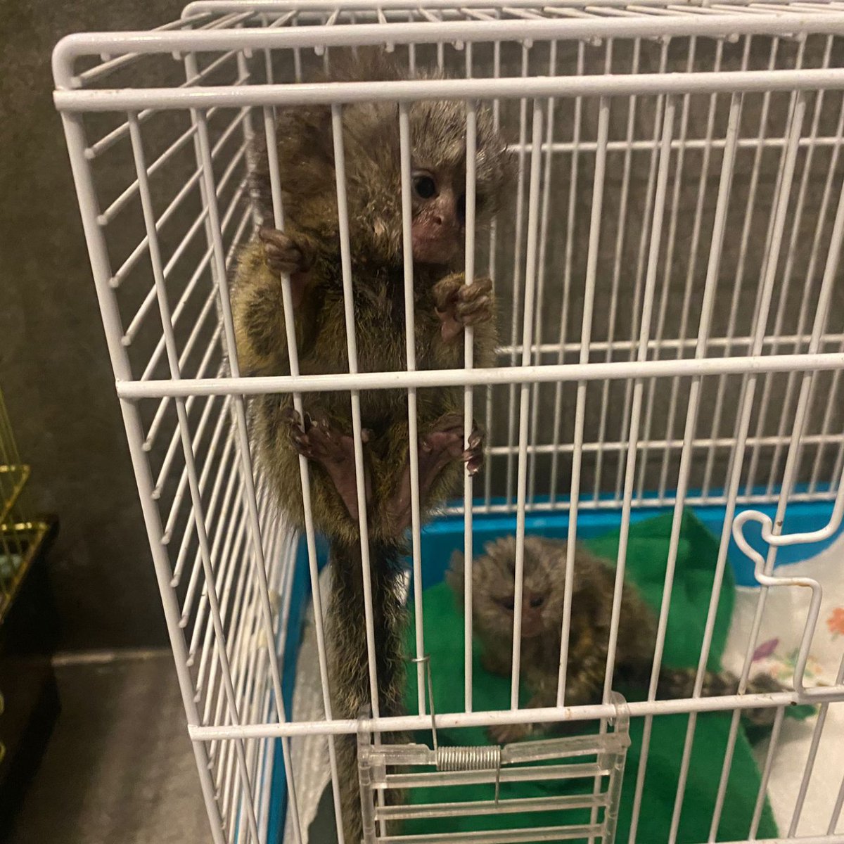 Stichting AAP tweet media