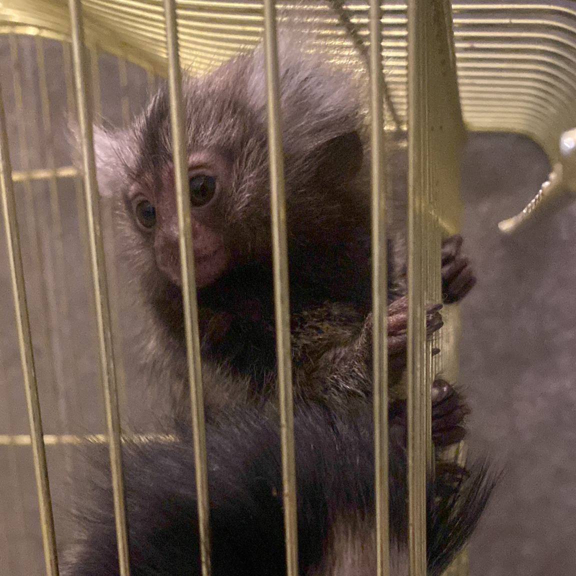 Stichting AAP tweet media