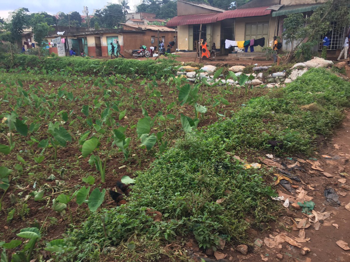 hambarichard1's tweet photo. #Conservation vs. #food #security redefining land use in wetlands #ecosystems especially in #urbanizing #communities in Kampala. How can #restoration happen and what expected #results are achievable! @min_waterUg @EmliBwaise @climActuganda @PACJA1 @Env_Alert @teensuganda https://t.co/d516geW34l